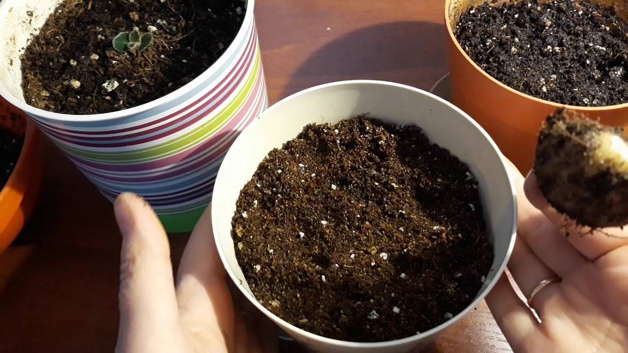 Глоксиния из семян в домашних условиях – пошаговое фото, как посеять, правильно, выращивание и уход
