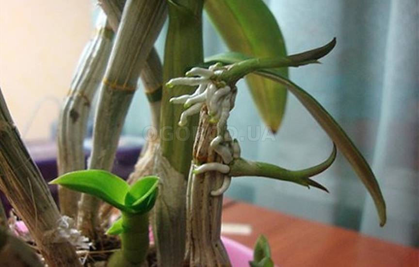 Все о размножении тропических цветов — как отсадить деток от орхидеи?