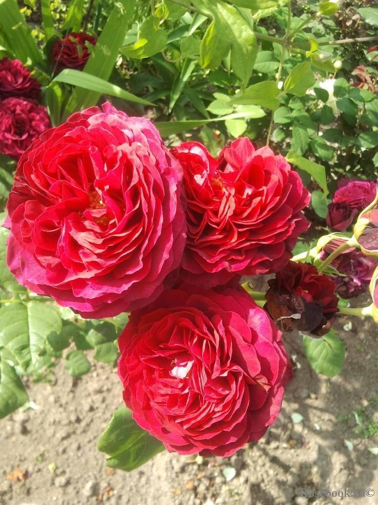 Роза астрид графин фон харденберг | питомник растений