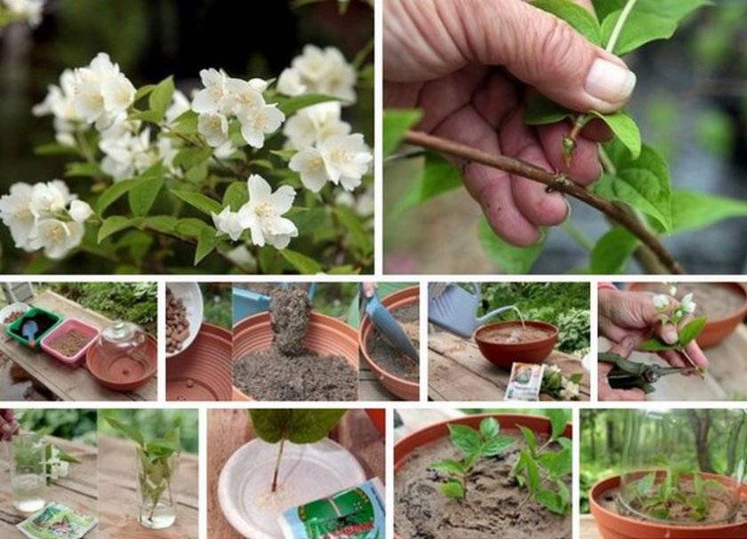 Кустарники жасмина: описание сортов, правила выращивания садовых растений, польза для людей