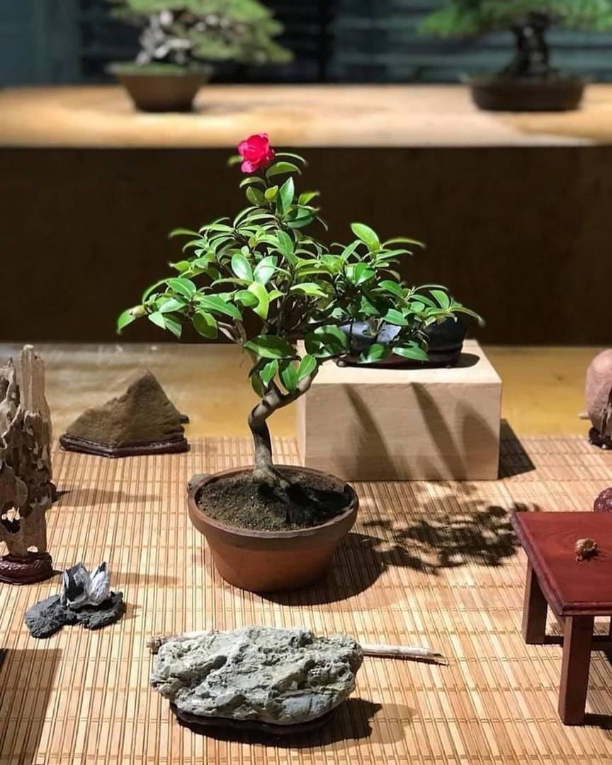 Выставка японских бонсай открылась в ботаническом саду мгу