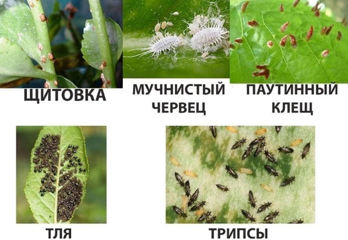 Что такое паутинный клещ и как с ним бороться - сибирский сад