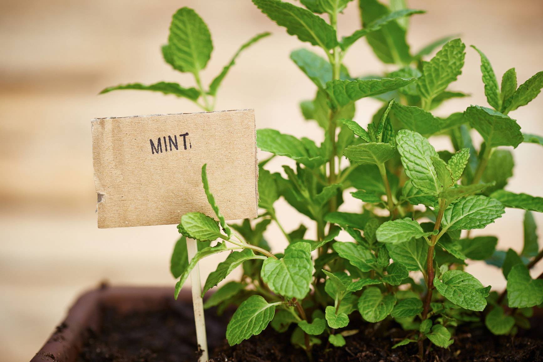 Как правильно посадить семена мяты в открытом грунте на даче