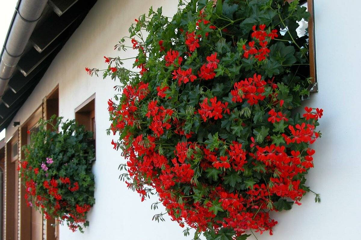 Ампельные цветы для балкона: фото и название свисающих растений, таких как плющелистная герань, настурция, лобелия, бегония, фуксия и другие быстрорастущие сорта
