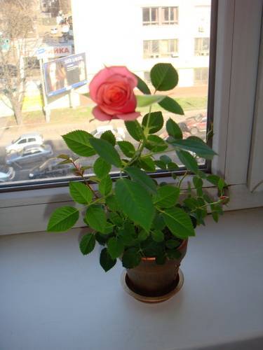 Цветы, похожие на розы, но маленькие: лизиантус, ирландская роза, эустома
