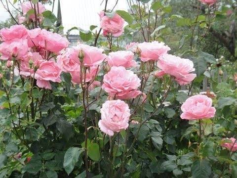 Роза квин элизабет: описание, условие содержания