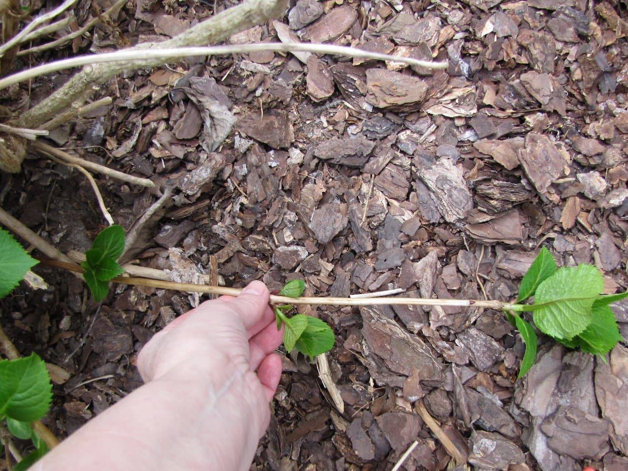 Гортензия: размножение черенками, подготовка саженцев и посадка в горшок или грунт