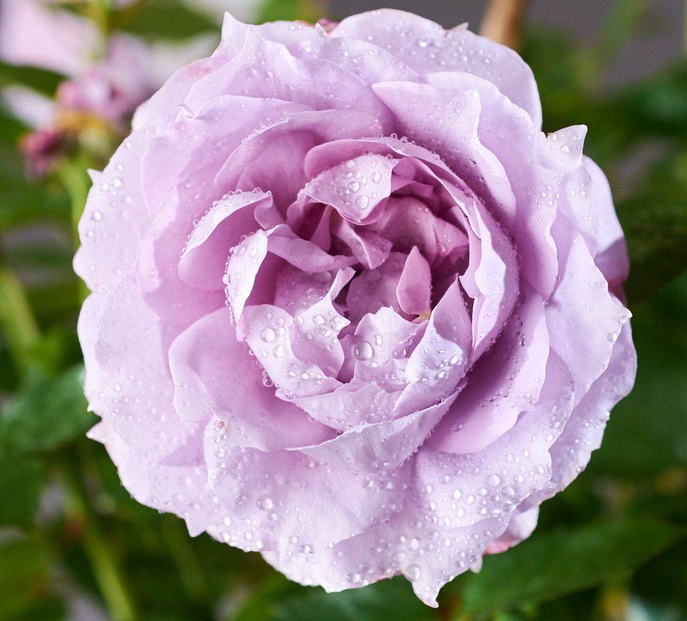 Роза александра кентская. посадка и уход за кустом роз принцесса александра. посадка и уход