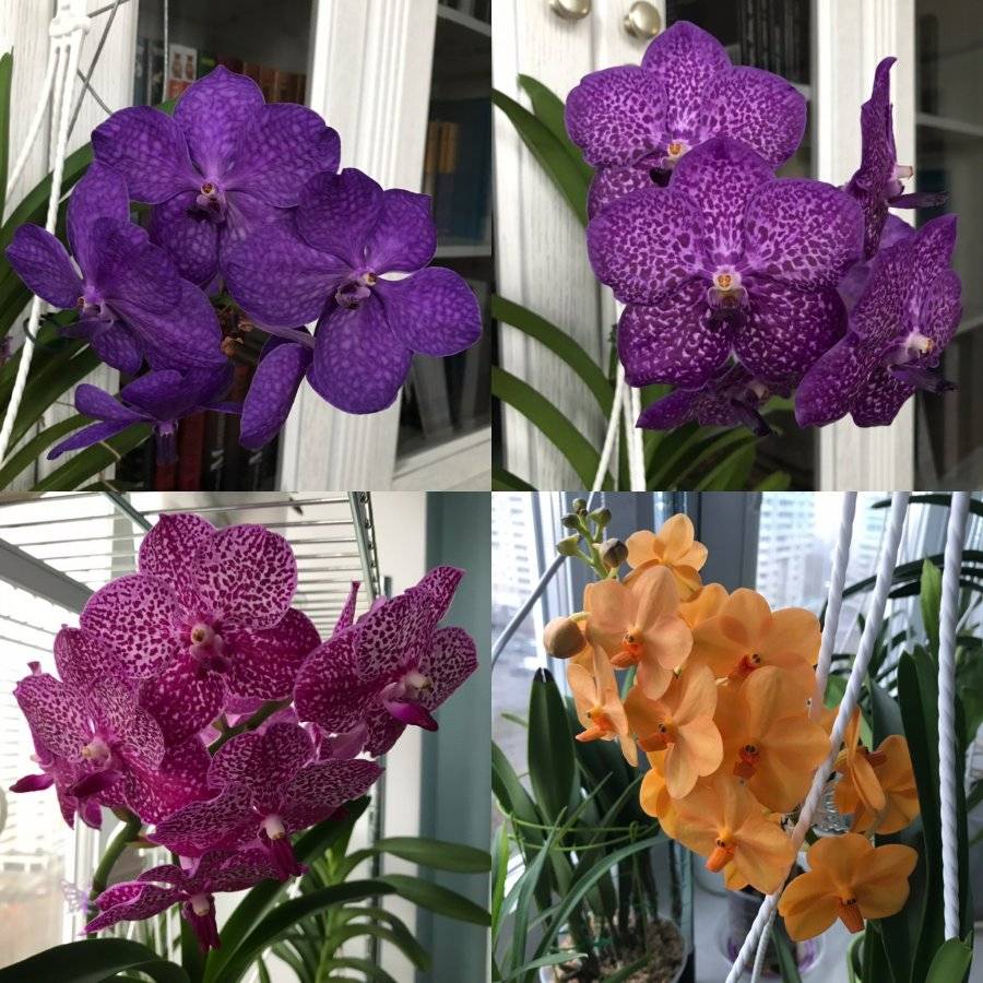 Ванда - королева орхидей: уход и размножение цветка