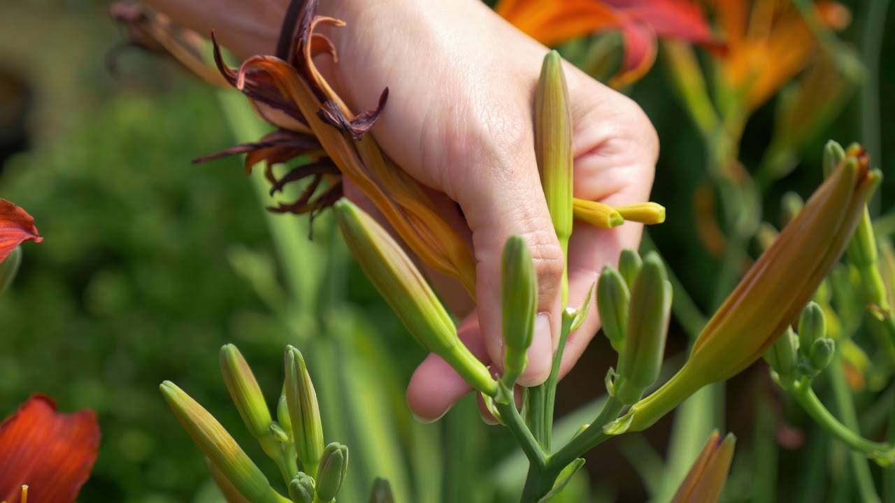 Выращиваем лиленики: правила ухода и обрезки лилейников | огородники