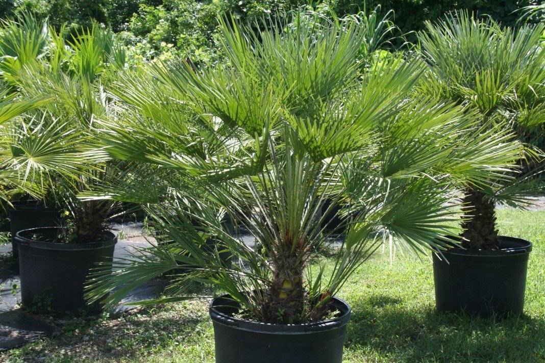 Комнатная пальма хамеропс: выращивание из семян и уход в домашних условиях. веерная пальма: экзотическая красота в доме