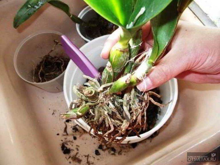 Орхидея, как правильно размножать? | cельхозпортал