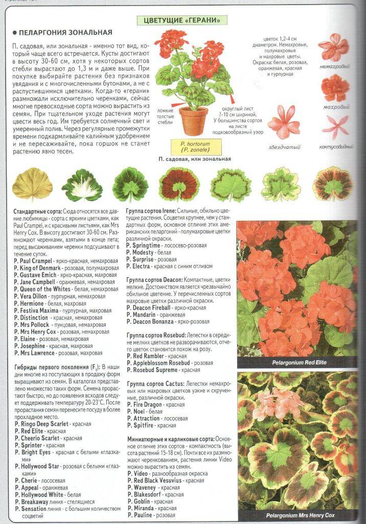 Чем герань отличается от пеларгонии: описание, особенности выращивания и полива, фото - sadovnikam.ru
