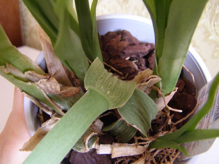 Камбрия орхидея - уход в домашних условиях, пересадка и размножение фото