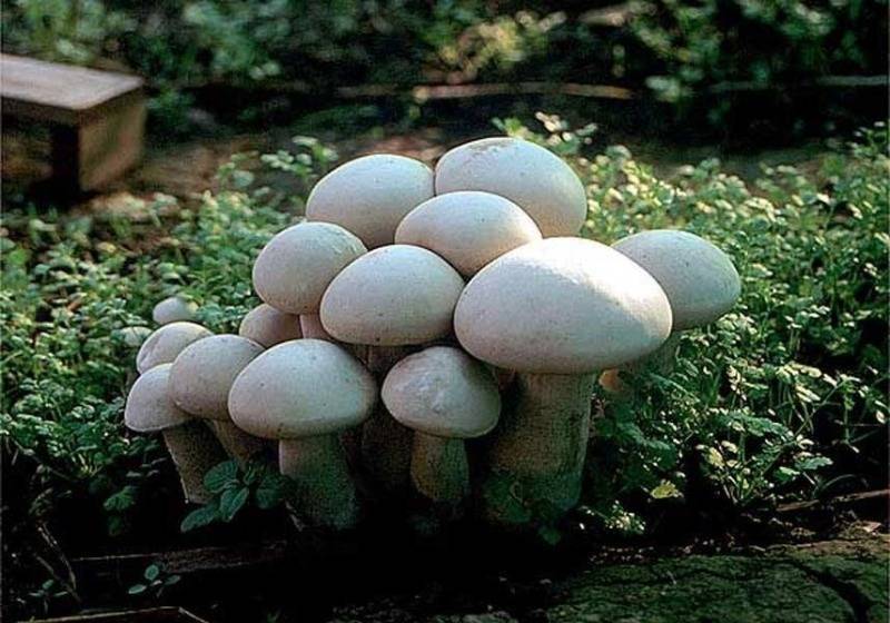 Советы дачнику: как вырастить грибы на садовом участке