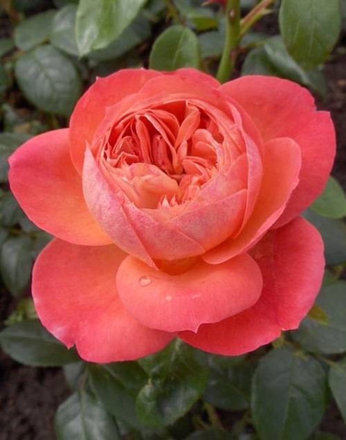 Роза квин элизабет (queen elizabeth): описание и фото, отзывы, как сажать, уход за чайно-гибридным сортом