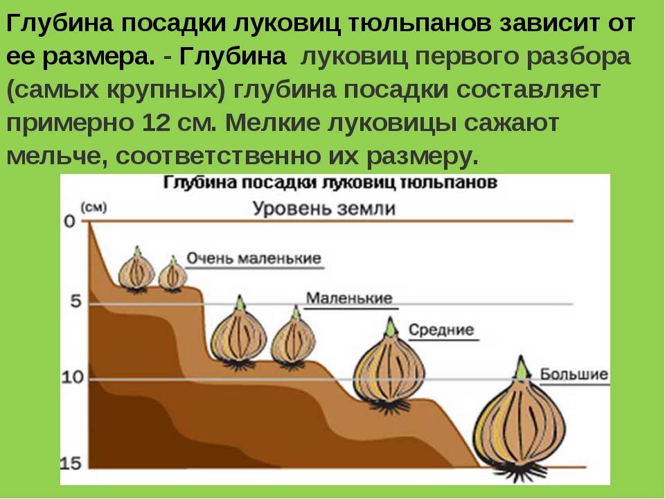 ᐉ растение рябчик – выращивание и уход: почва, пересадка. виды рябчиков - roza-zanoza.ru