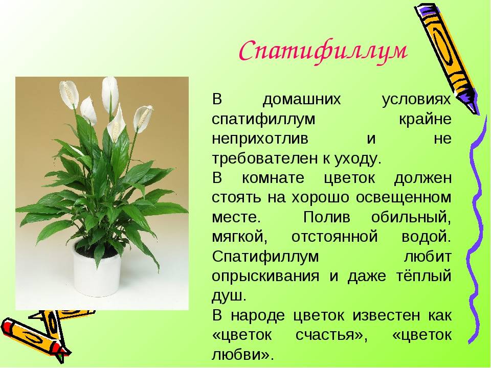 Спатифиллум: фото цветка, уход в домашних условиях, почему чернеют листья, не цветет, сохнет, желтеет, как пересадить, какой грунт, растение женское счастье, как ухаживать