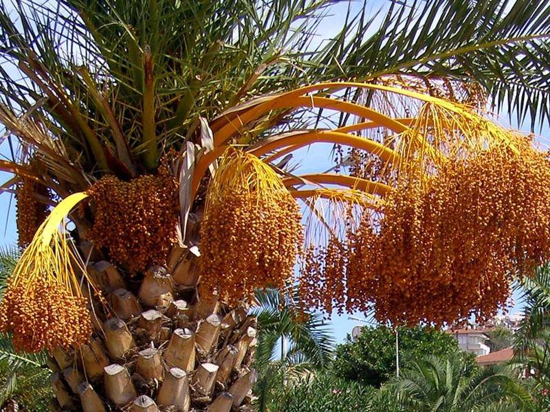 Финиковая пальма: особенности выращивания из косточки в домашних условиях, пересадка и уход | (50 фото) +отзывы