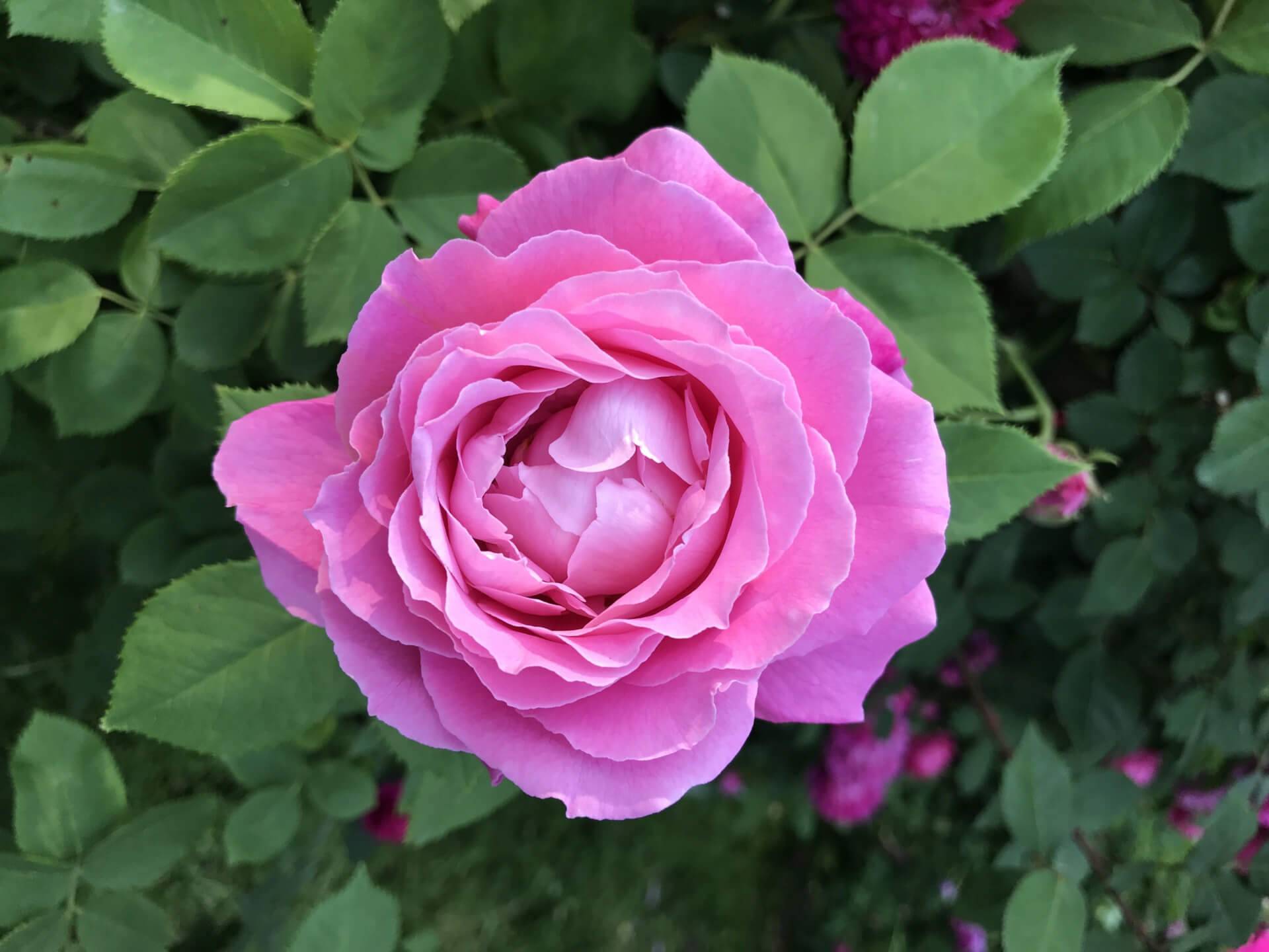 Роза плетистая льюис одьер (louis odier) (rose louis odier)