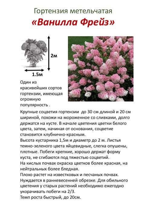 Гортензия ванилла фрейз метельчатая: фото и описание, уход и посадка в открытом грунте