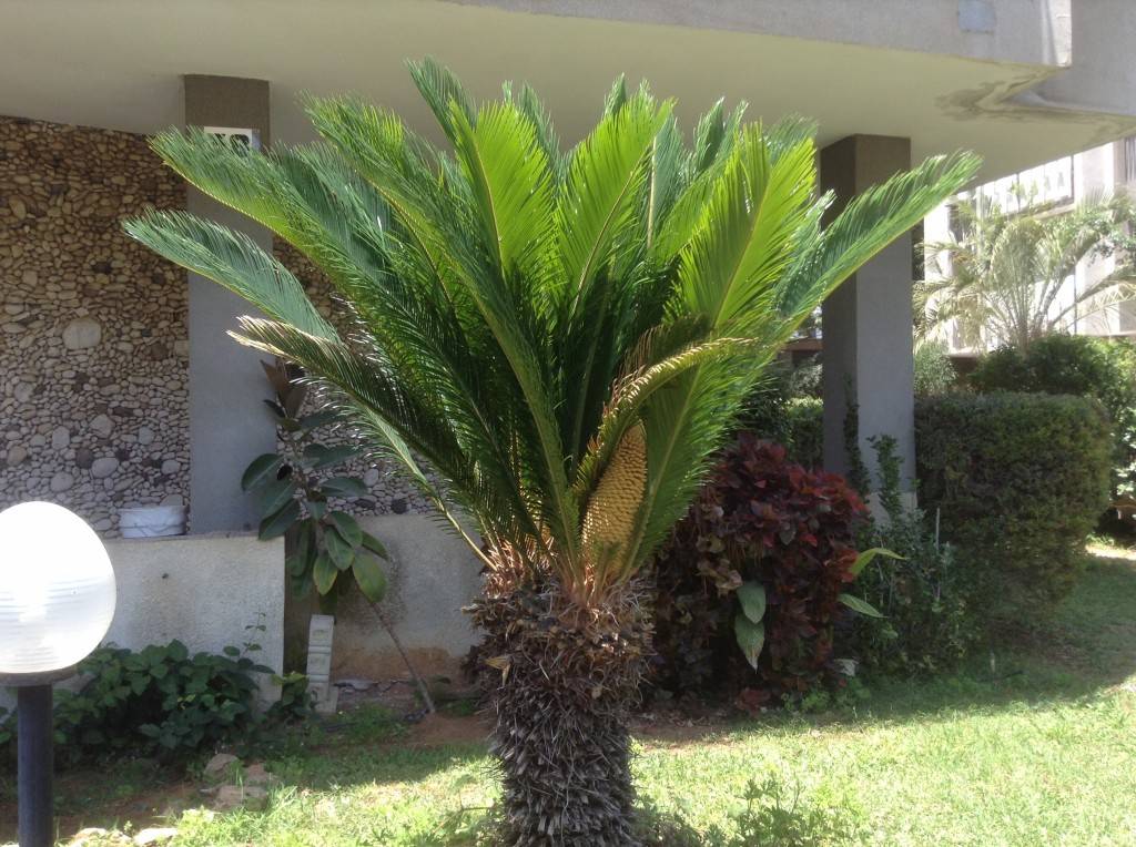 Пальма цикас: 5 видов и уход в домашних условиях