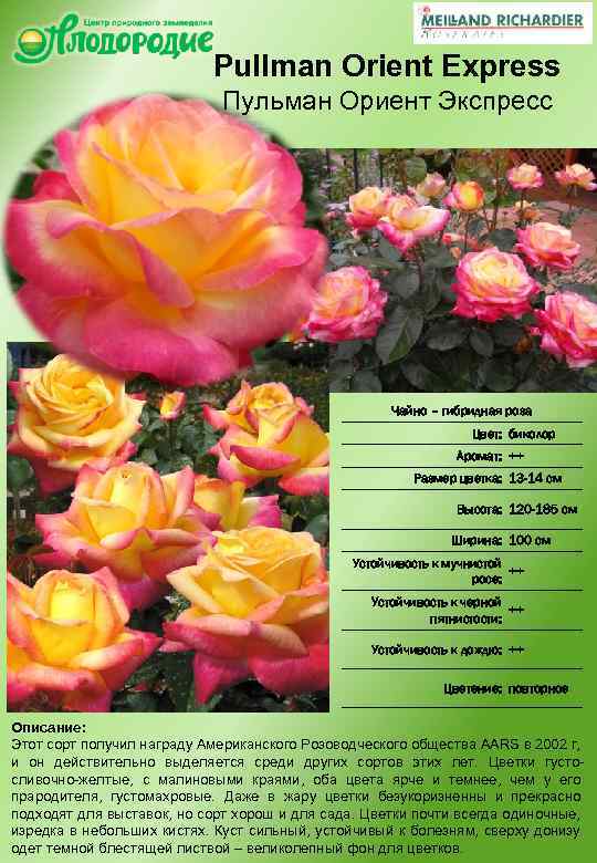 Роза u00abсвитнессu00bb: фото, описание сорта, применение во флористика, декоре сада