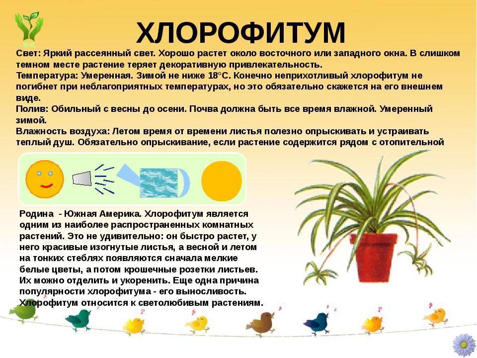 Травянистое вечнозелёное растение гузмания: уход в домашних условиях, фото и общие правила выращивания эпифита