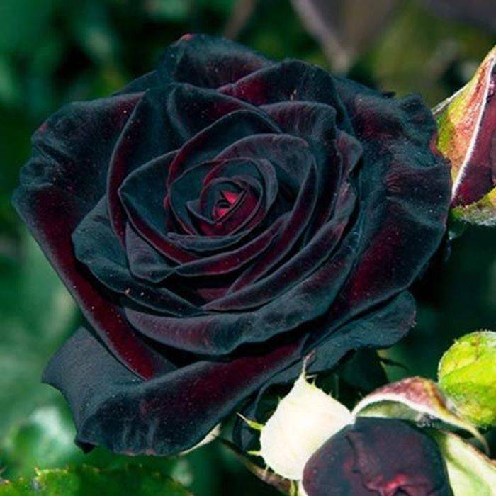 Роза блэк баккара (black baccara): фото сорта, описание, отзывы, в ландшафтном дизайне