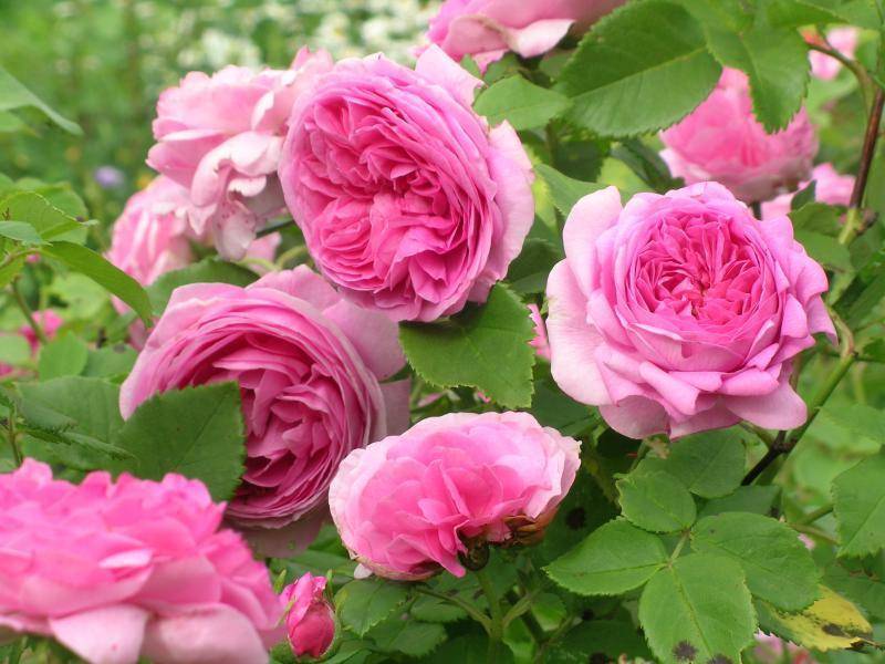 Роза луис одьер- особенности, уход, выращивание, размножение +видео
