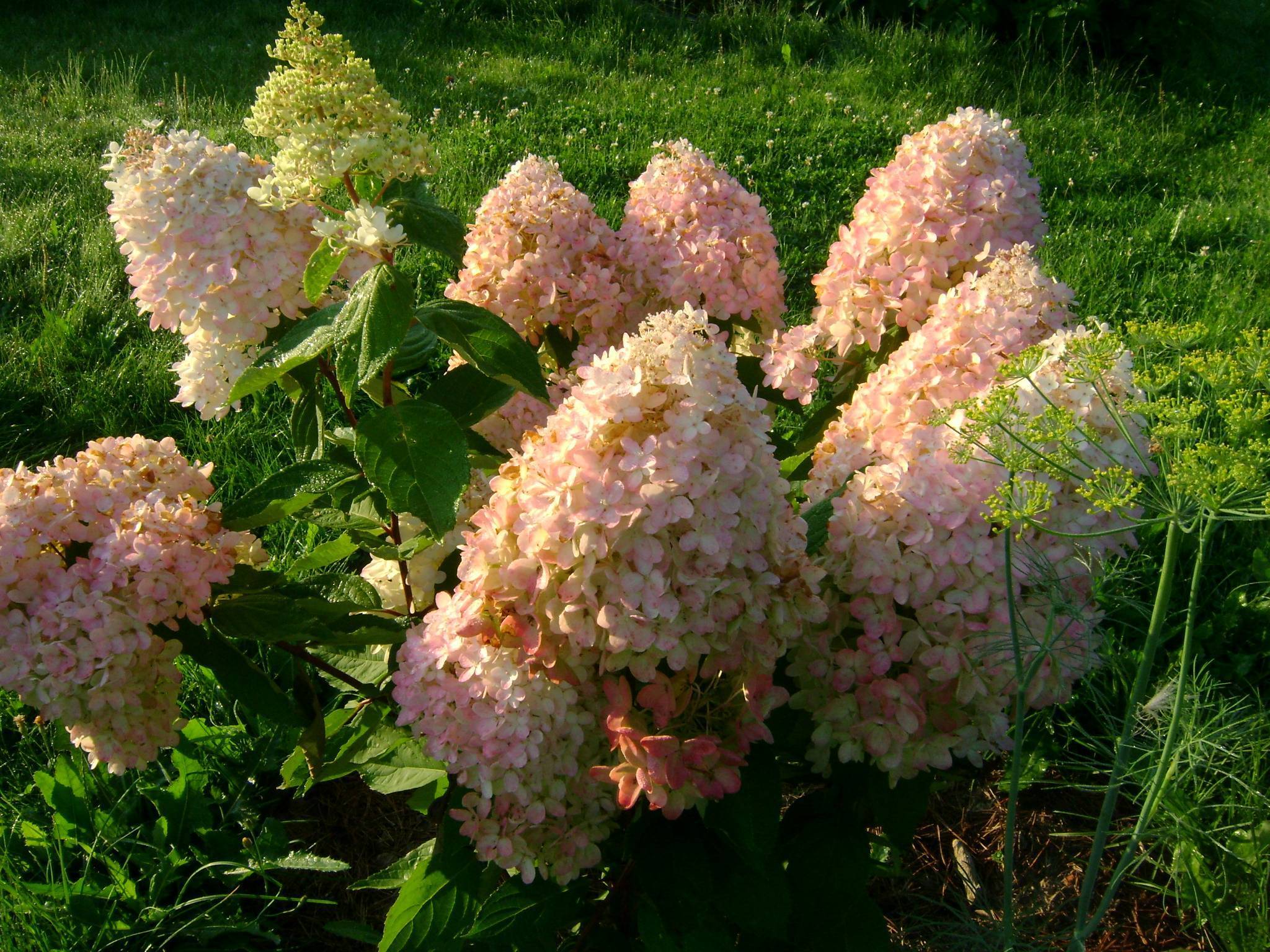 О метельчатой гортензии грандифлора (grandiflora) — особенности сорта и выращивание
