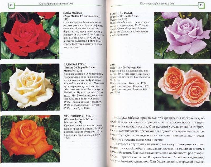 Чем отличаются розы флорибунда от чайно гибридных