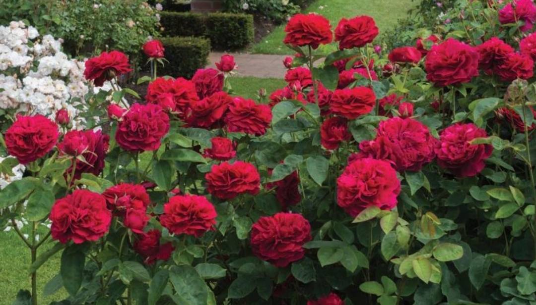Лучшие сорта роз, которые не боятся тени: описание и фото