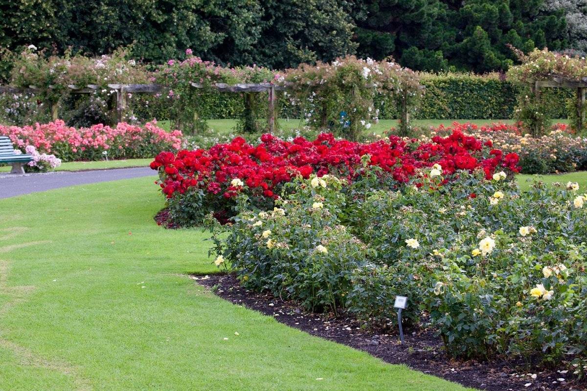 Бордюрные розы: описание сортов, посадка, выращивание и уход в саду с фото