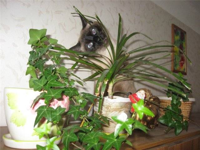 Комнатные растения безопасные для кошки