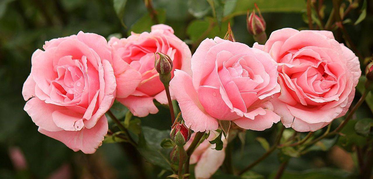 Роза Куин Элизабет (Queen Elizabeth) — описание сортового растения