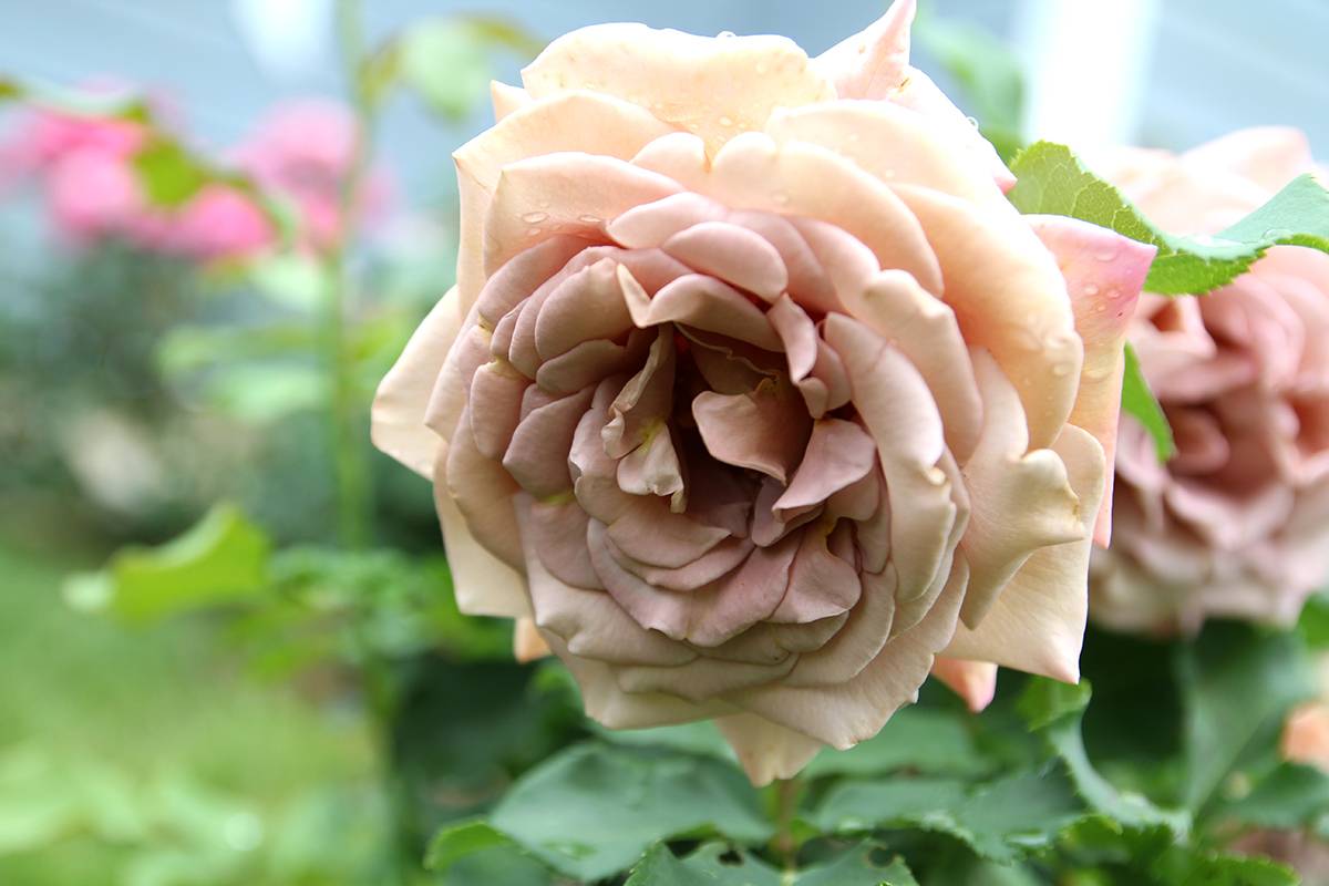 Розы флорибунда- что это такое? фото всех сортов: посадка и уход- обзор +видео