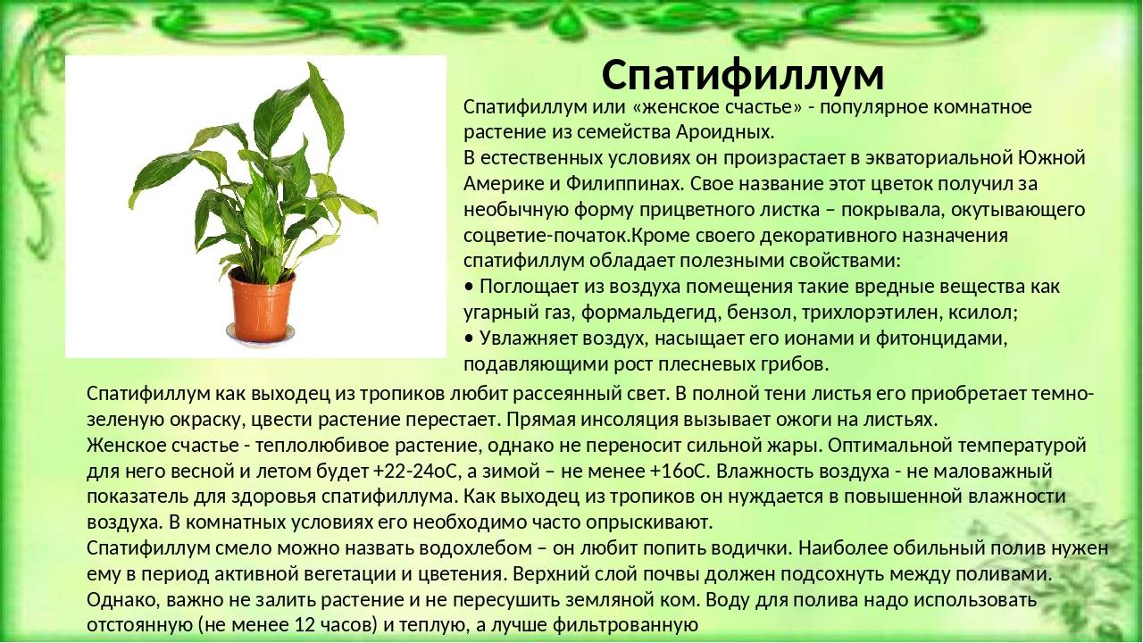 ᐉ комнатные деревья – особенности и выбор; уход за комнатными деревьями: полив, пересадка, подкормка - roza-zanoza.ru