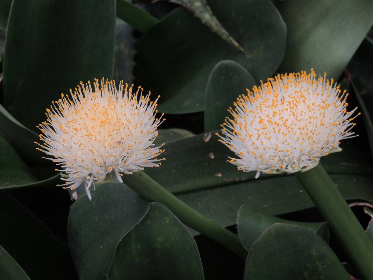 Гемантус - уход в домашних условиях, размножение и цветение