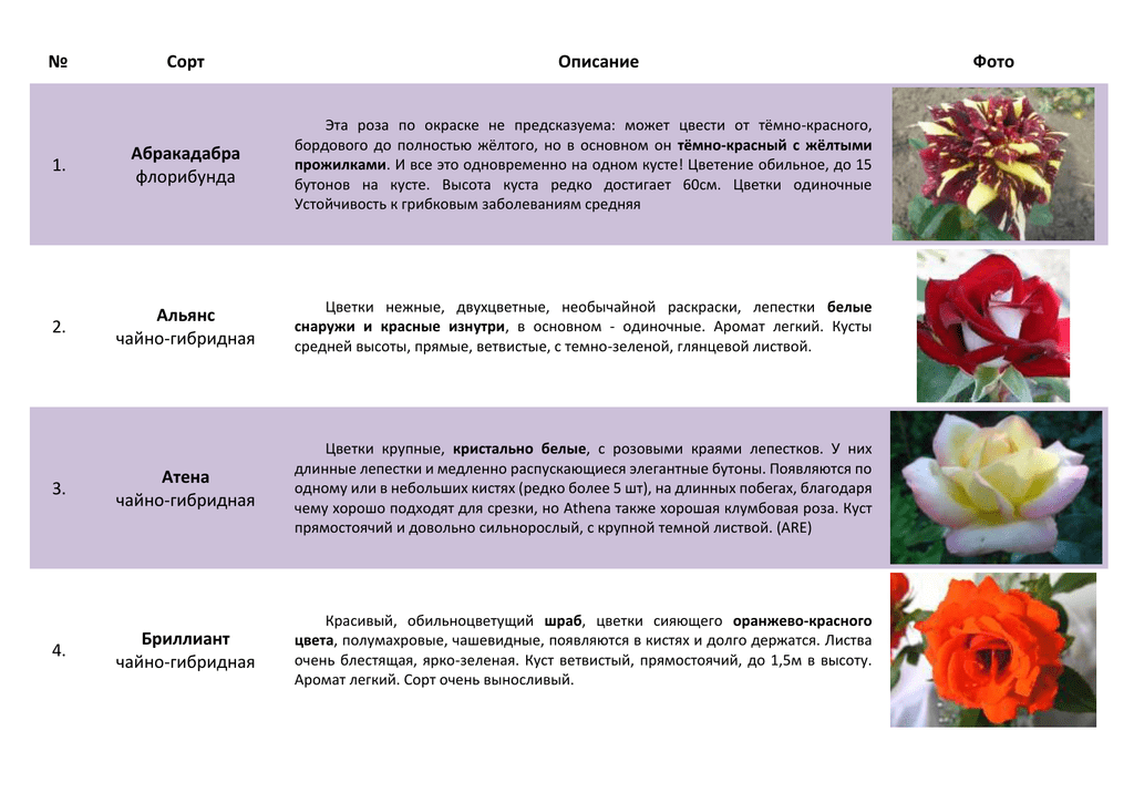 Роза абракадабра: описание и фото сорта, история возникновения, цветение и использование в ландшафтном дизайне, пошаговая инструкция по уходу, способы размножениядача эксперт