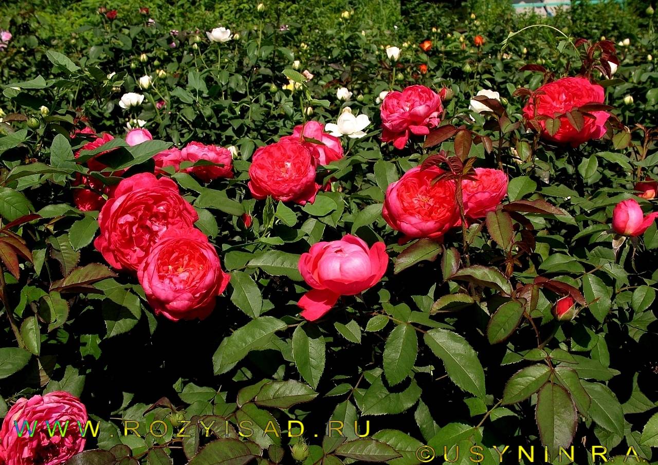 Английская парковая роза «бенджамин бриттен» («benjamin britten»): описание сорта, уход, фото