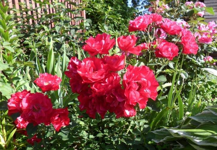 Роза джон франклин - описание сорта, правила агротехники