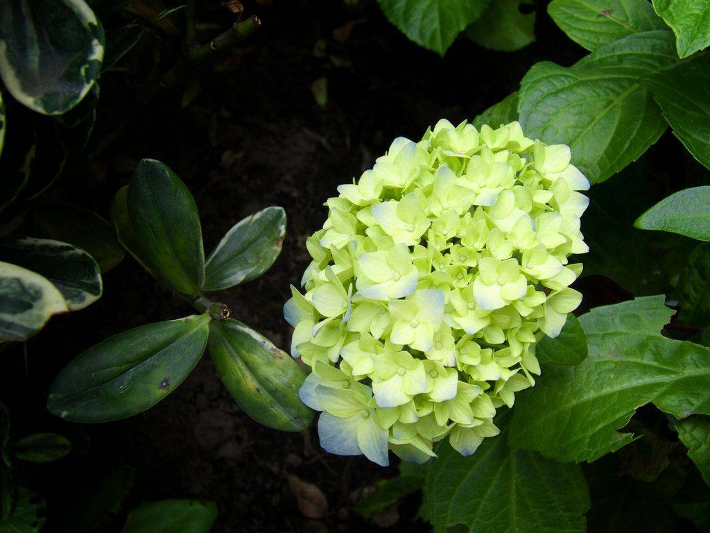Гортензия — секреты цветного превращения — ботаничка