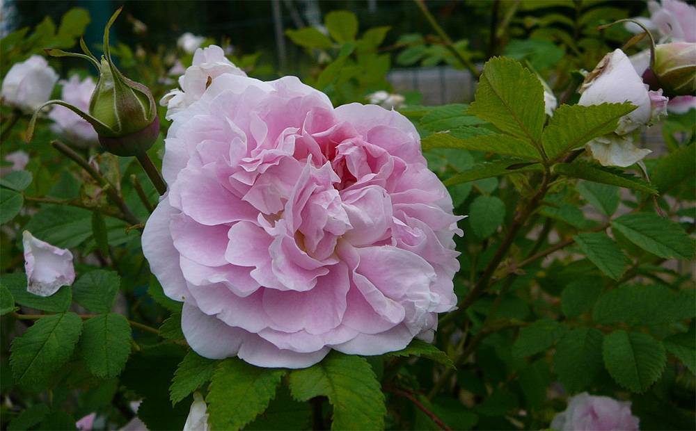 Парковая роза сорта "мартин фробишер" (описание сорта, отзывы, посадка, уход, фото)