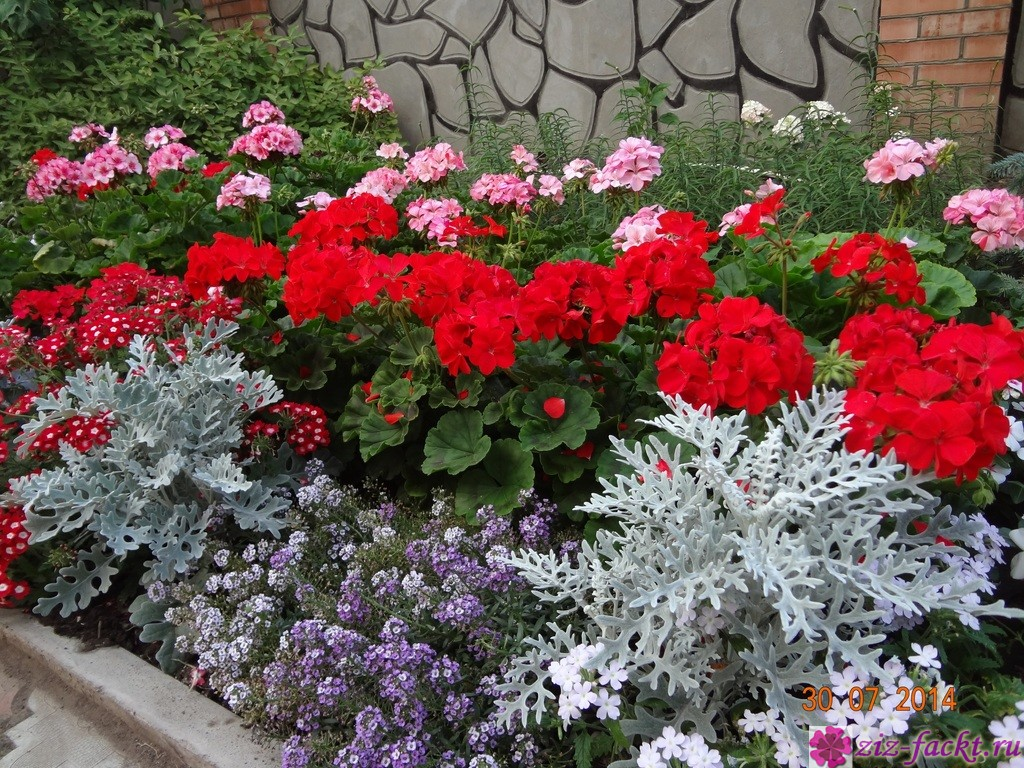 Посадка садовой герани в открытый грунт, фото / уход за сортами цветов и семенами, видео