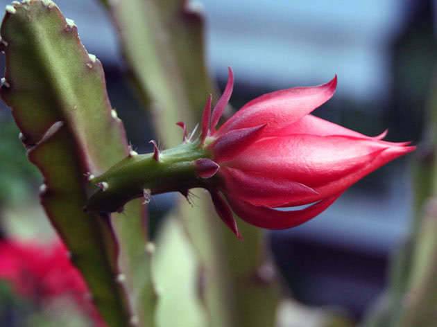 Уход за  «кактусом — орхидей» «эпифиллумом» в домашних условиях