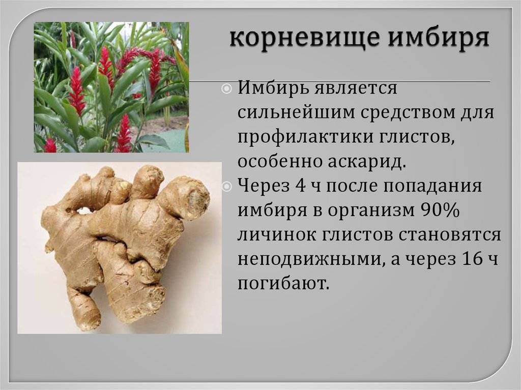 Где растет имбирь и можно ли его вырастить самостоятельно? :: syl.ru
