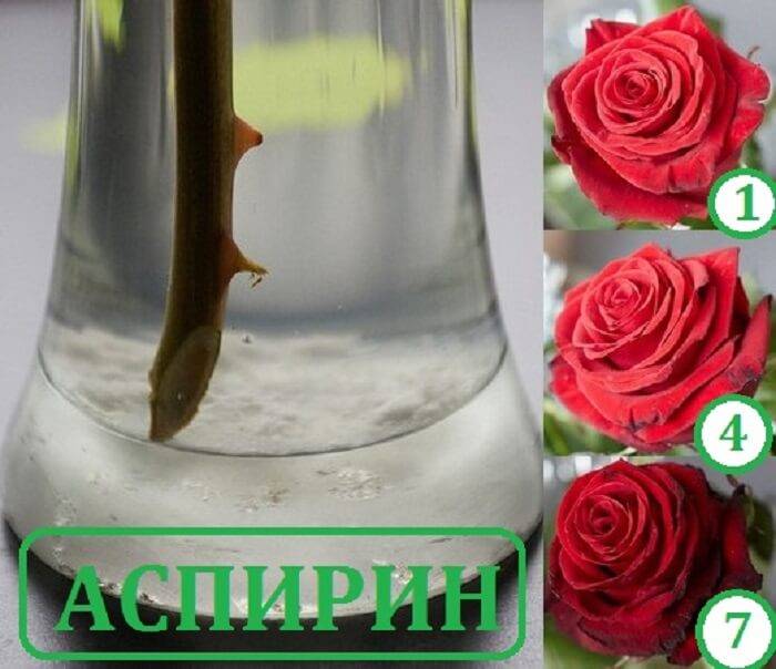 Как дольше сохранить срезанные розы в вазе: что добавить в воду, чтобы продлить им жизнь