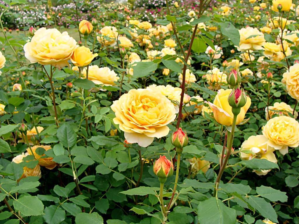 Шикарная роза голден селебрейшен: описание, фото, уход и другая полезная информация