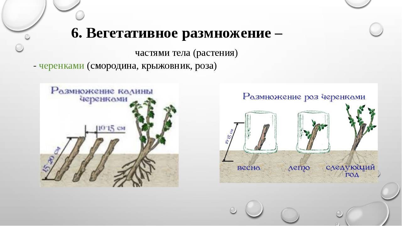 Какие способы размножения растений вы наблюдали